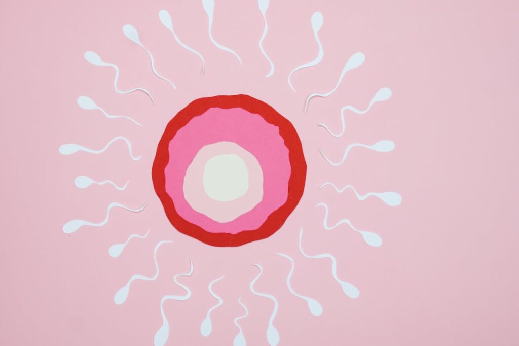 Fertilité après une fausse couche : comment tomber enceinte après une fausse couche ?